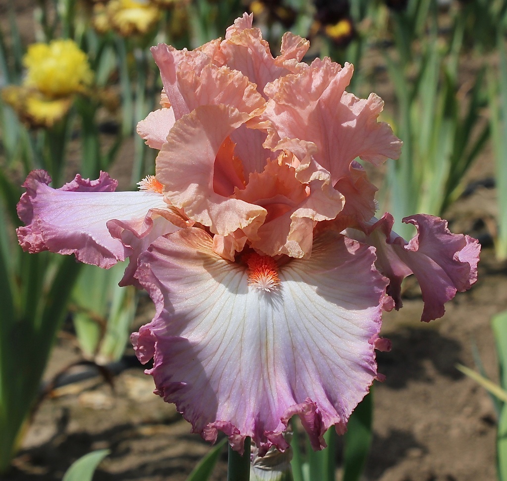 Hung Up On You | Mid-America Garden
